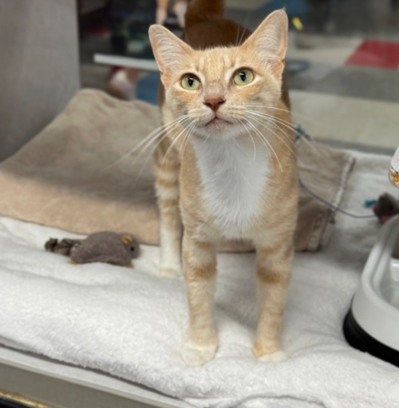 Ginger Spice the cat