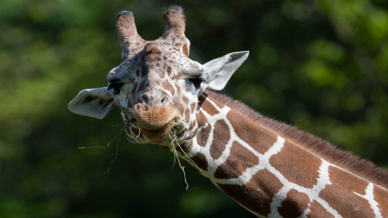Dallas Zoo asks metroplex for their tree trimmings to feed animals