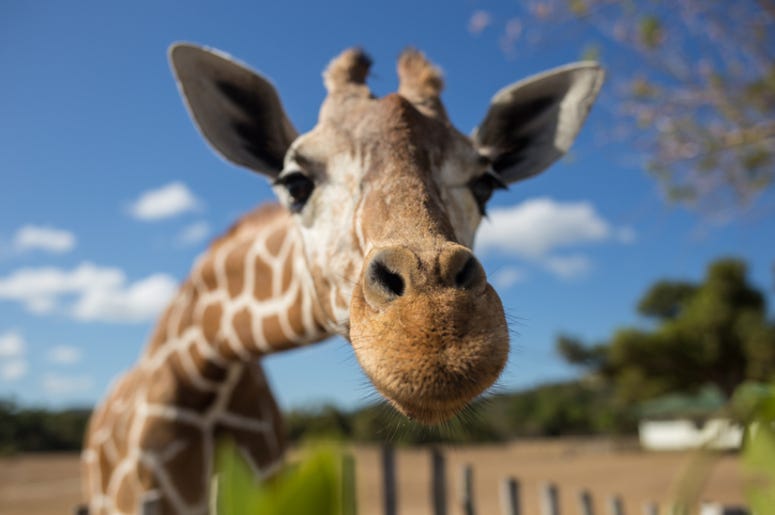 Giraffe