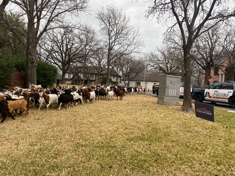 Goats!
