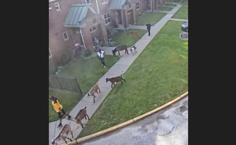 Escaped goats at Bedford EnVision Center
