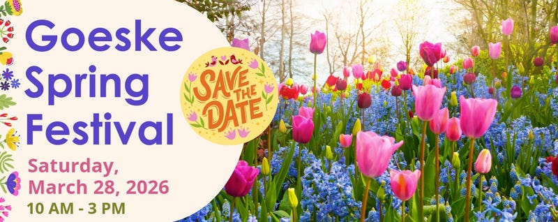 Goeske Spring Festival flyer with beautiful pink tulips and blue bonnetts