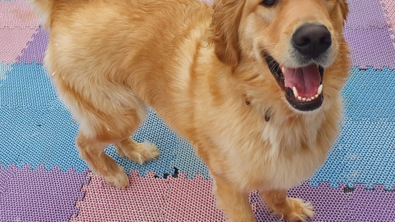 Southern California rescue rehouses more than 300 dogs each year