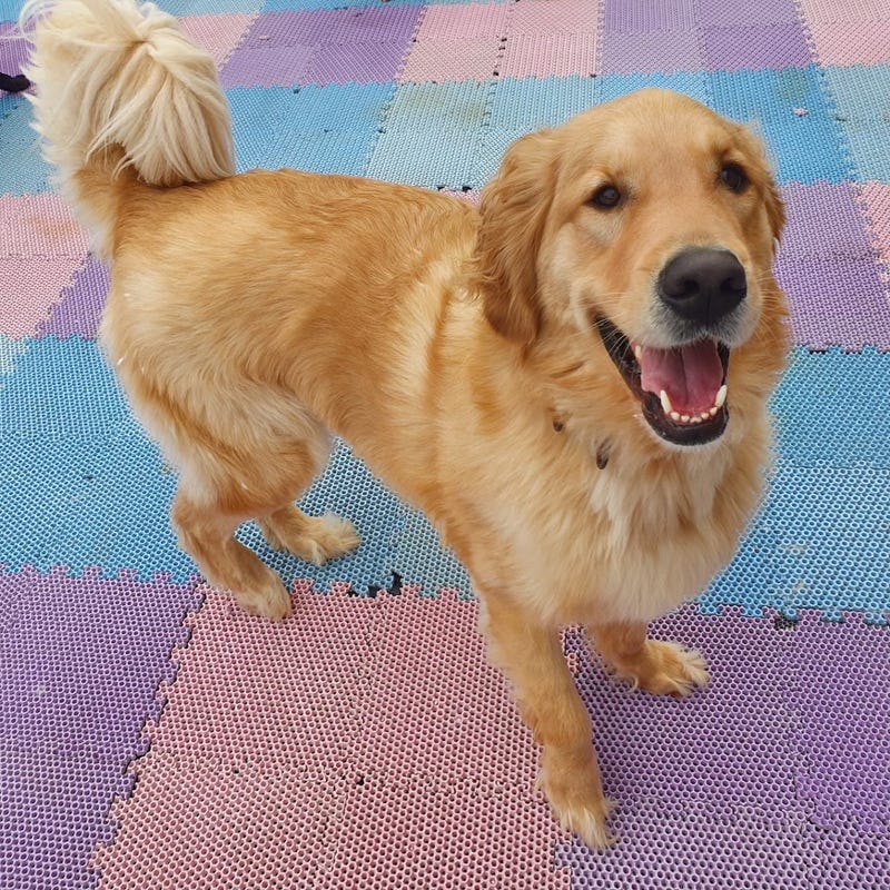 Our KNX Hero of the Week is helping abused and neglected Golden Retrievers find their forever home!