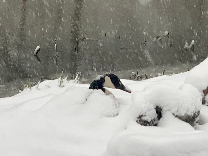 A goose in WNY is covered by snow as it sits atop its eggs. April 21, 2021