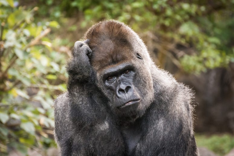 Gorillas