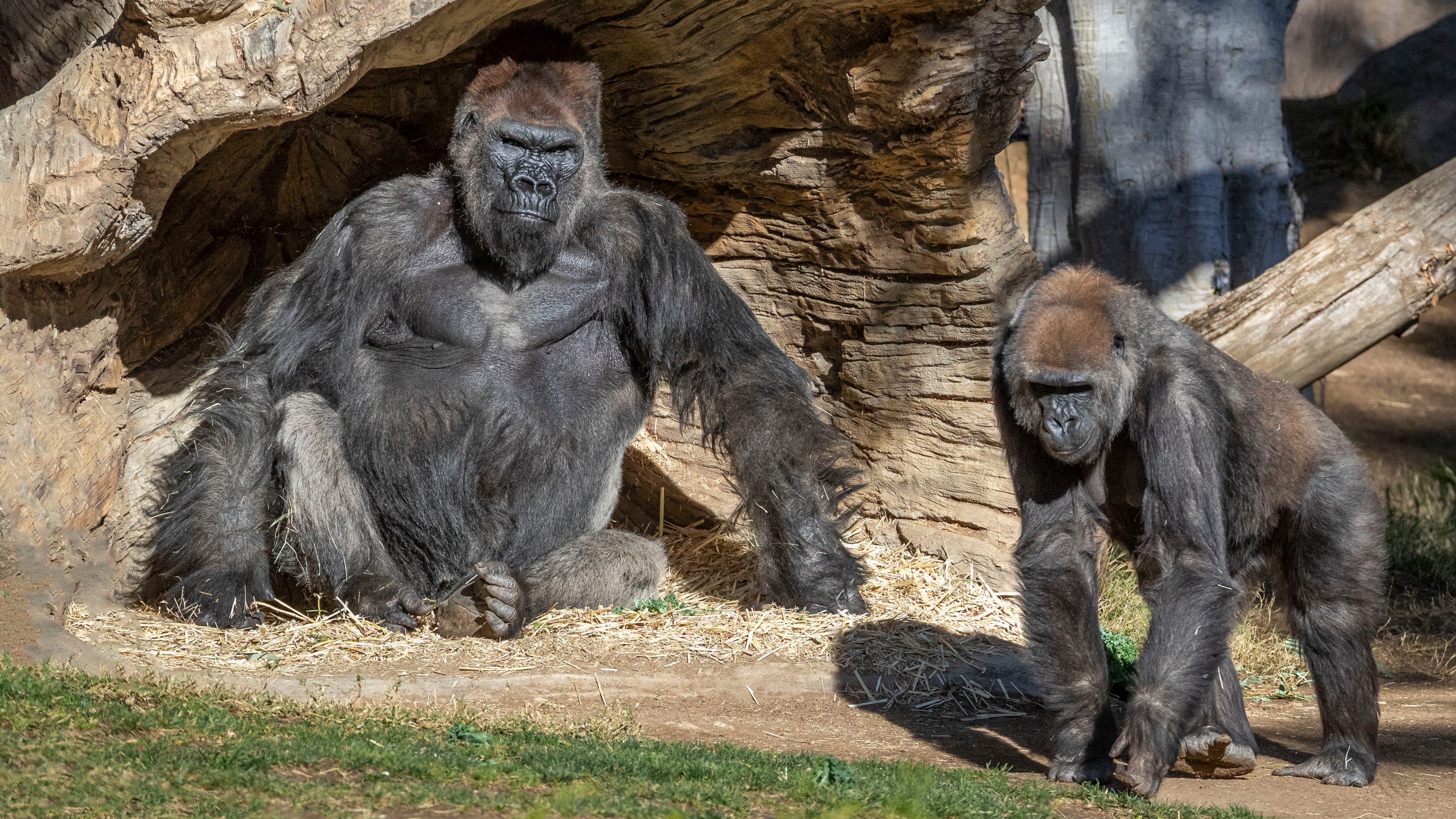 Zoo apes become first non-humans to get COVID-19 vaccine