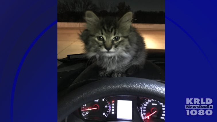 Grand Prairie officer rescues kitten found out in the cold