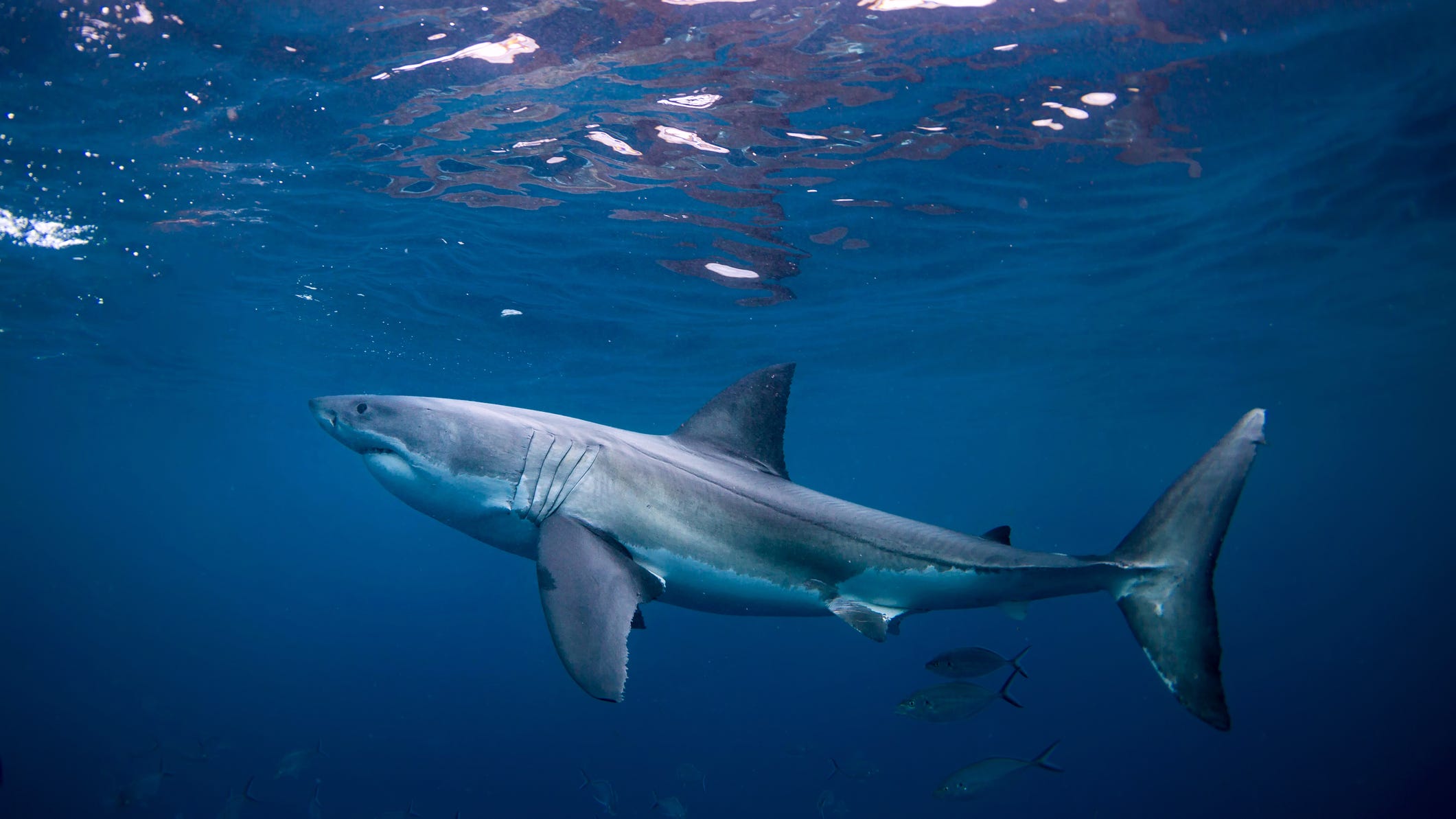 Three wounded in shark attacks; Florida beaches closed