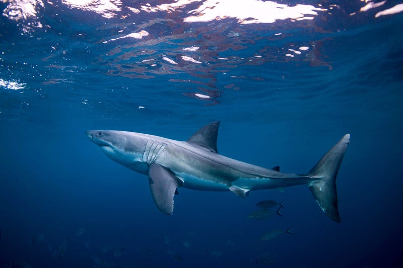 Shark