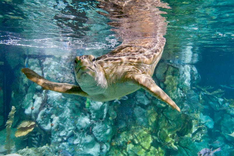 Shedd Aquarium's rescued green sea turtle, Nickel