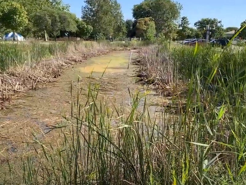 Green infrastructure at Metro Beach