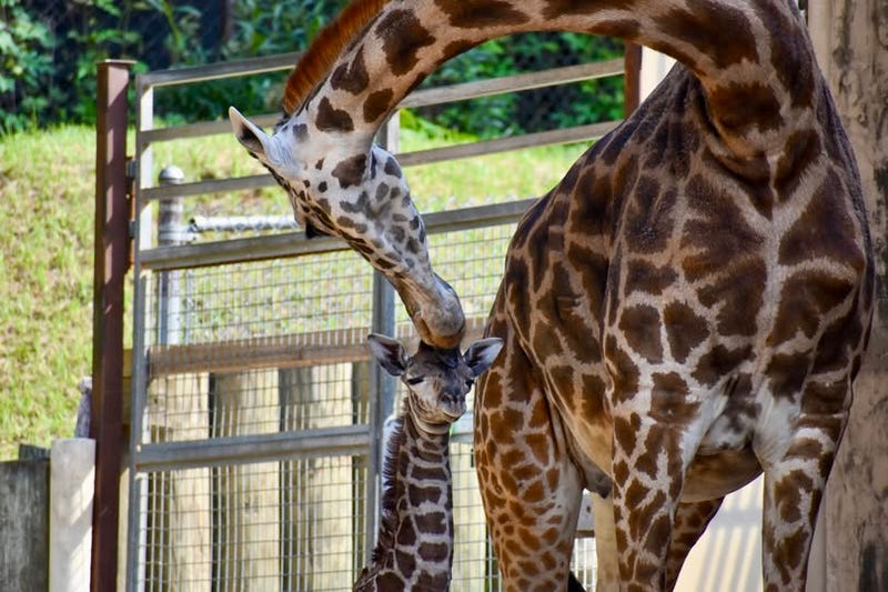Greenville Zoo FB page