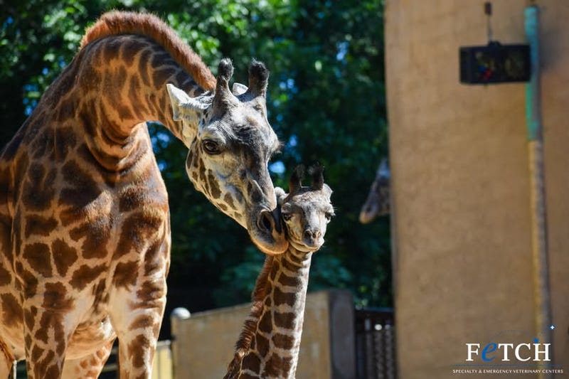 City of Greenville and Greenville Zoo FB page