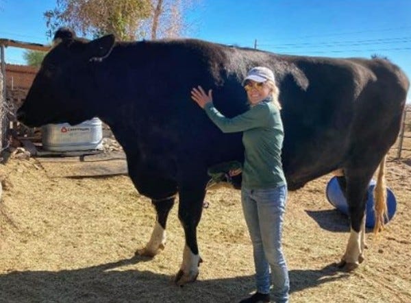 Author Janet Zappala with the real Guapo, a 3,000-pound giant steer.