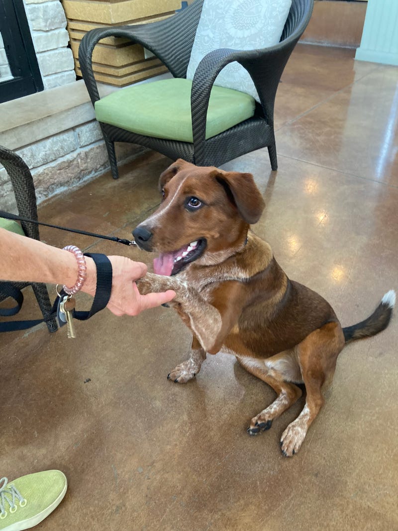 dog adoption