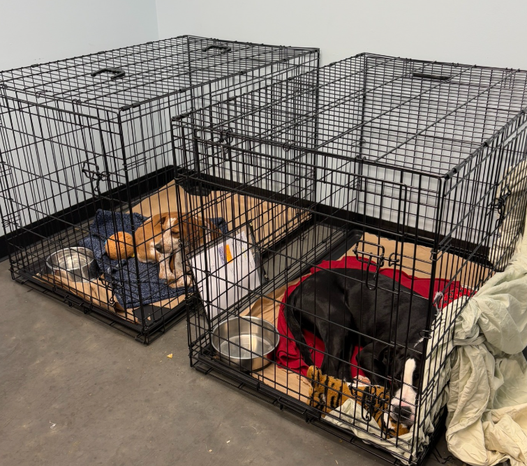 Greenville Humane Society FB page