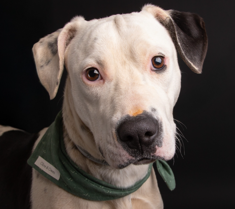 Greenville Humane Society FB page