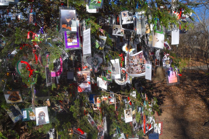 Hundreds of decorations have been placed on the tree over the years, especially during the holidays