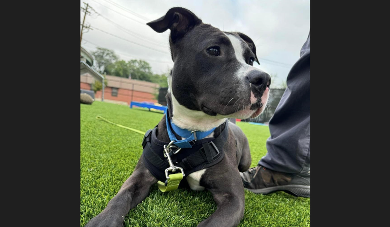Adoptable dog at HARP