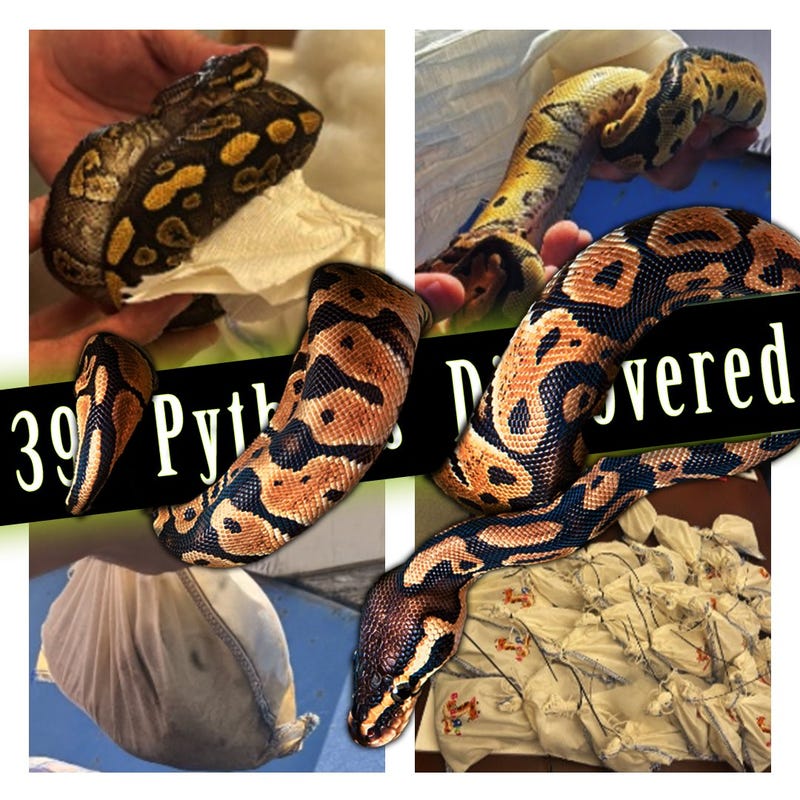 A Texas trucker learned the hard way that "nothing to declare" doesn't hold up when you're hauling 39 live pythons. U.S. Customs and Border Protection officers at the World Trade Bridge in Laredo intercepted the snakes