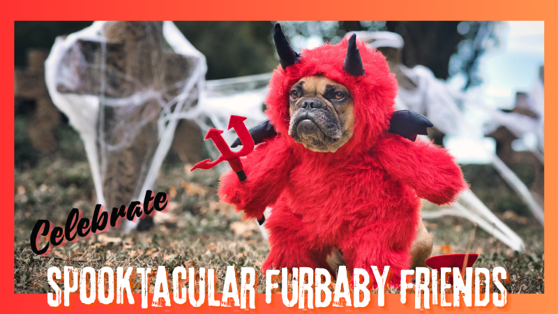 Halloween Pet Baby Fun in ATX! 