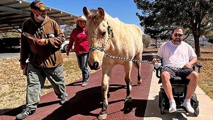 HORSESCOVER
