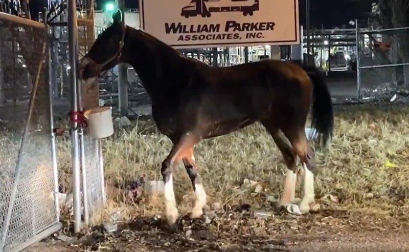 The horse that galloped on I-95 tied to a fence at Bath and Westmoreland Streets in Port Richmond