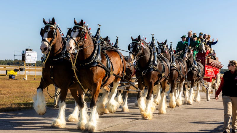 HORSESCOVER
