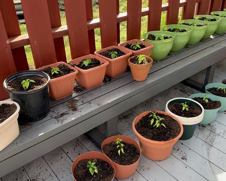 Rock's hot peppers