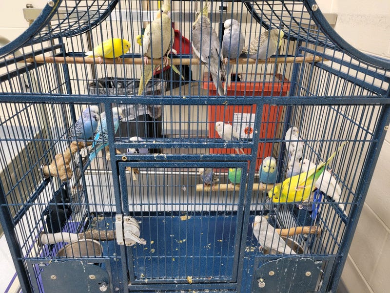 19 birds left in metal cage at Humane Society of Huron Valley