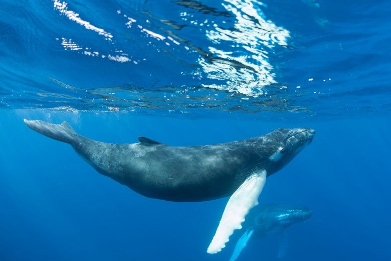 humpback whale