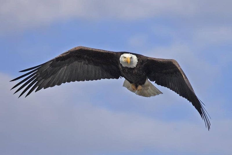 Bald eagle passing through Duluth during Fall migration