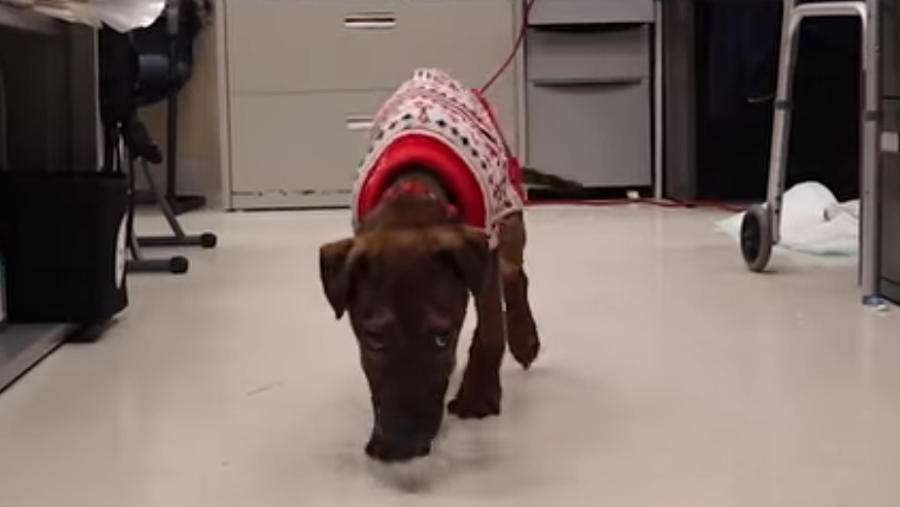 Update on puppy found abandoned in the woods