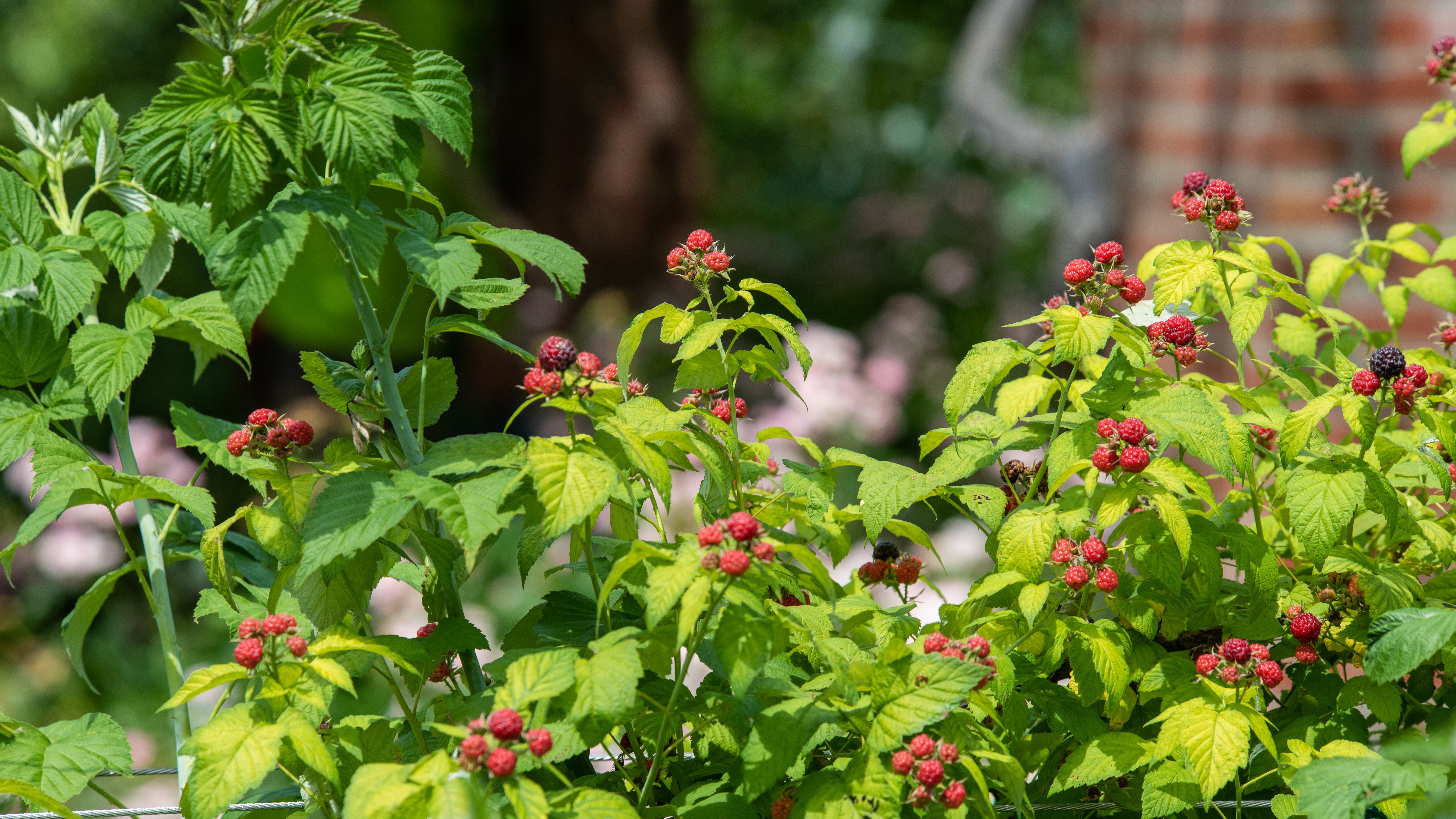 Podcast: What to do with your abundant harvest from your vegetable garden
