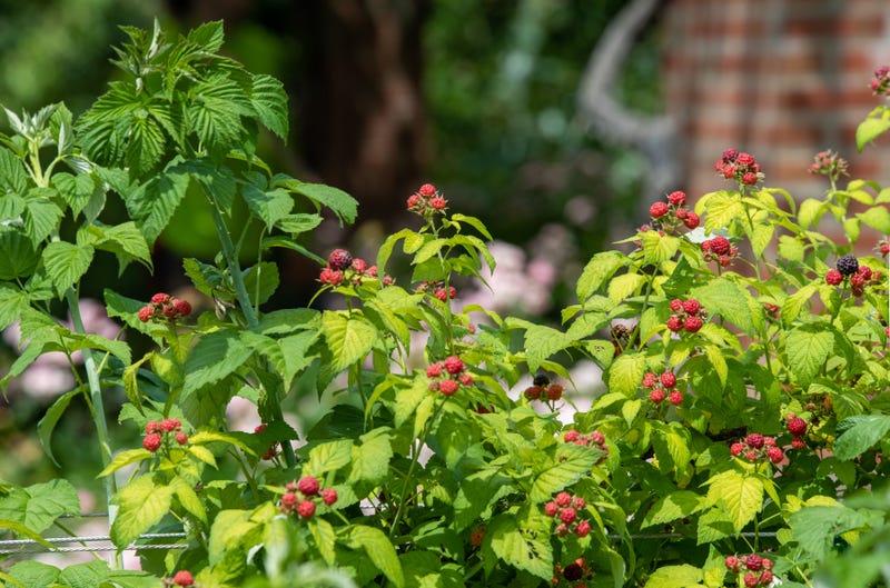 fruit and vegetable garden