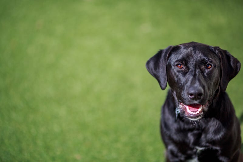 Harding, an energetic 5-year-old Labrador Retriever mix who would do best in a home without children that has room for him to run around inside and outdoors. He is seeking an experienced adopter who can help him work on his training.