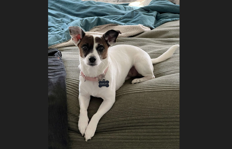 Harley