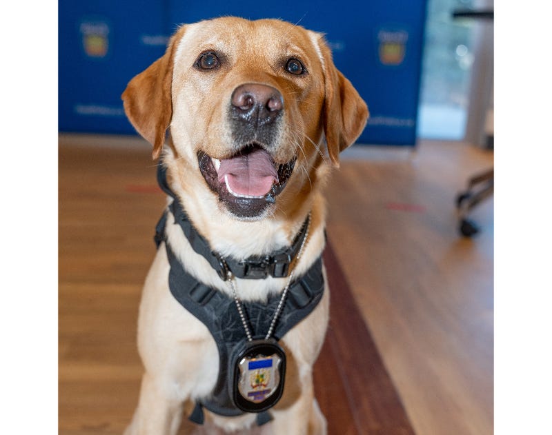 Harley, the first dog in Canada trained to seek out digital storage devices through scent.