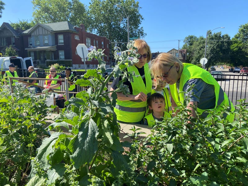 Volunteers harvesting vegetables from the Green House Venture's  highway embankment garden 