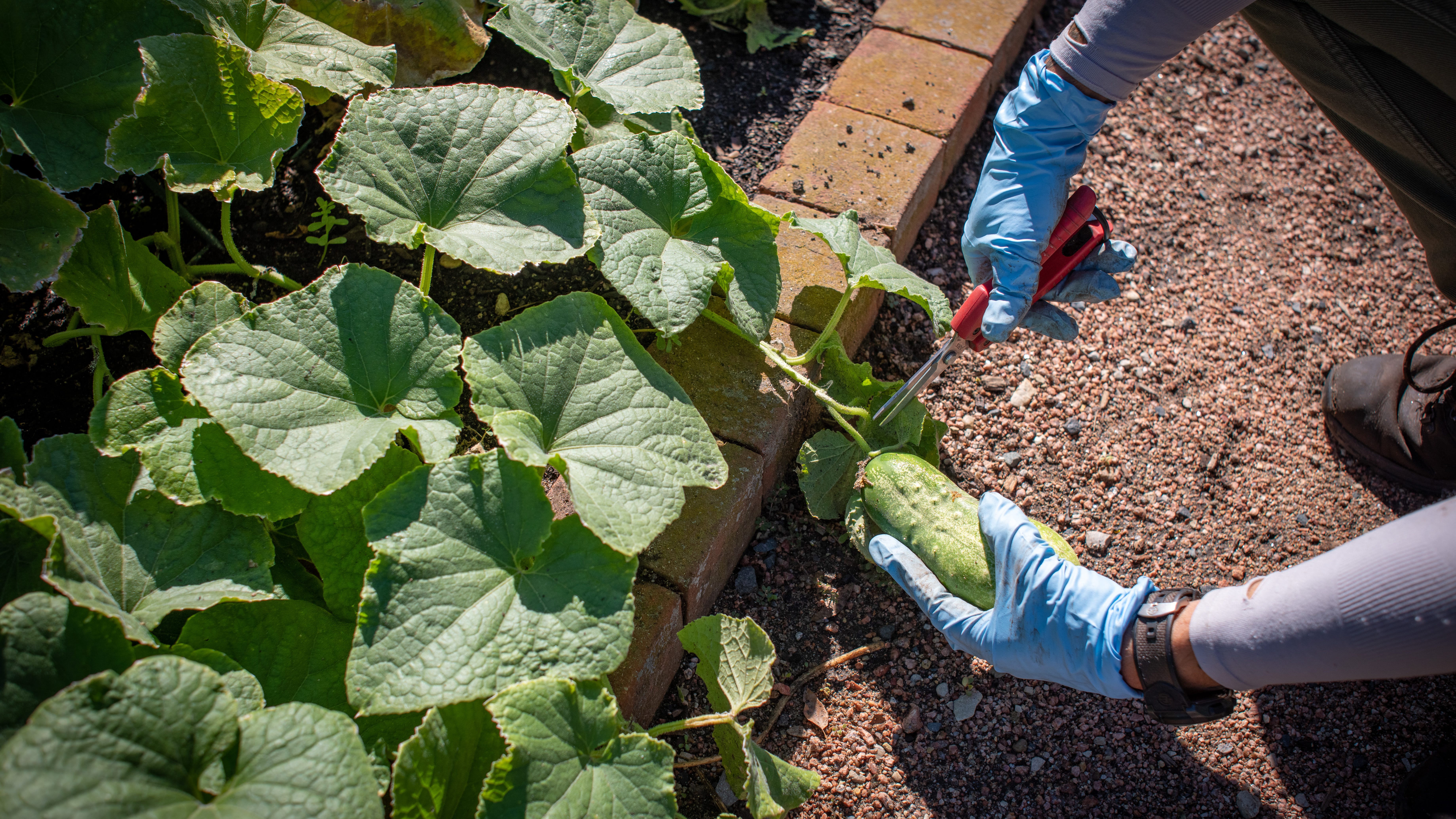 Listen: When to harvest your vegetables