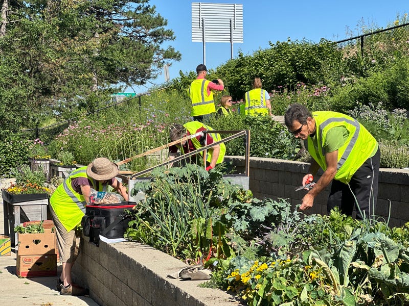 Volunteers from Operation Food Search harvest vegetables from the Green House Venture's highway embankment garden.