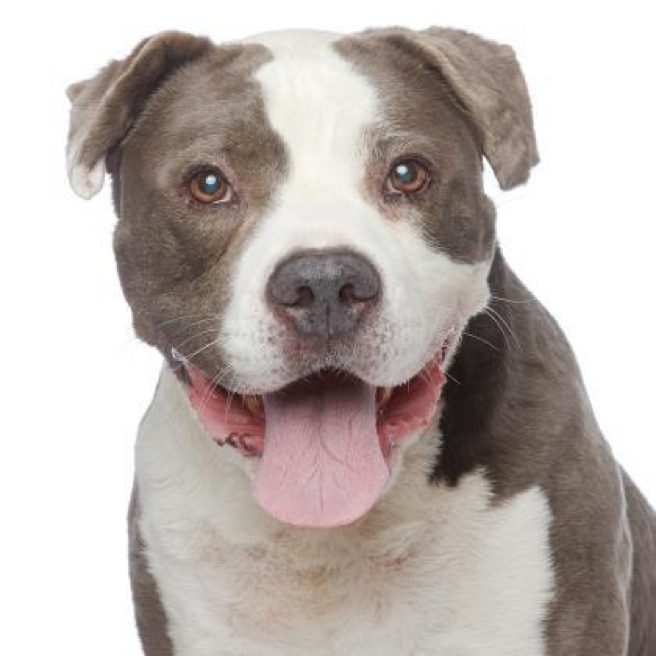 Harvey Milkbone