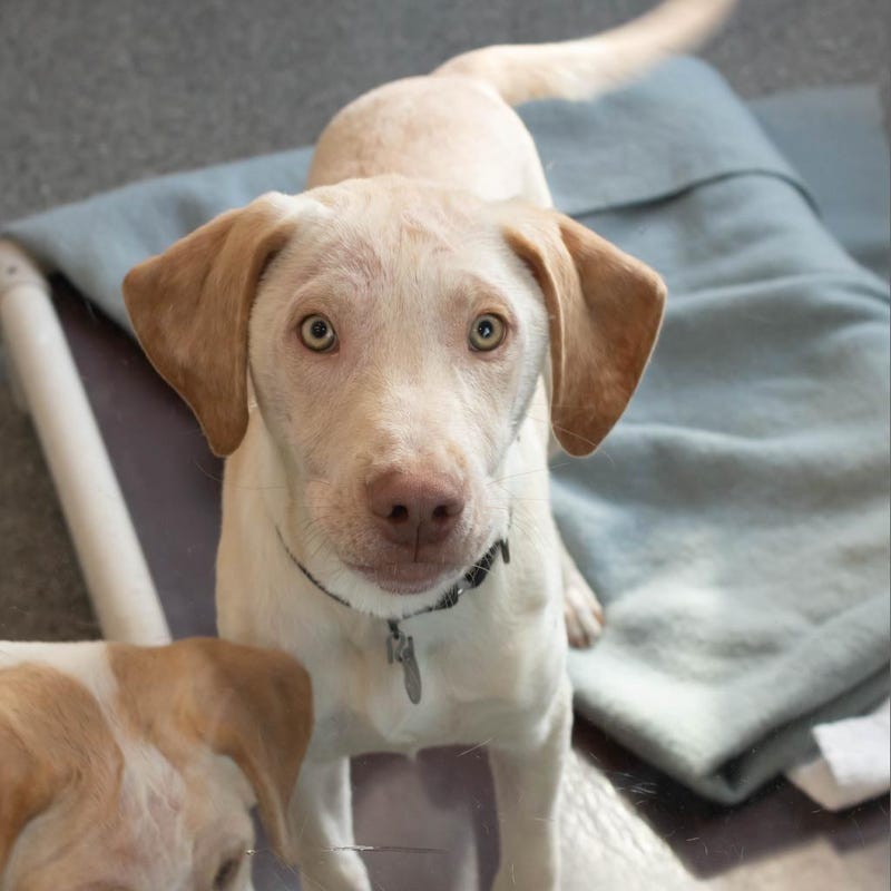 Hawk is a 5-month-old Hound/Retriever mix. He weighs 24.69 pounds.