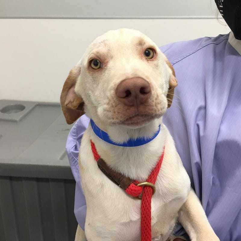 Hawk is a 5-month-old Hound/Retriever mix. He weighs 24.69 pounds.