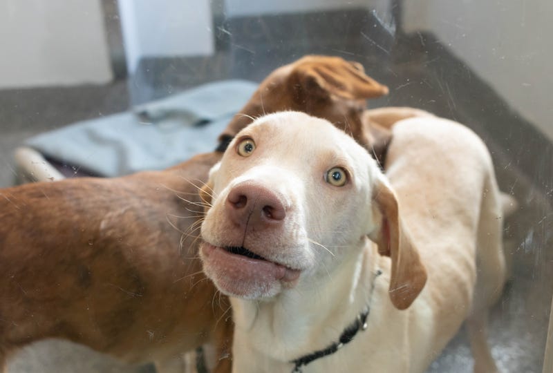 Hawk is a 5-month-old Hound/Retriever mix. He weighs 24.69 pounds.