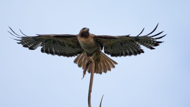 Texas woman gets attacked by snake and hawk at the same time