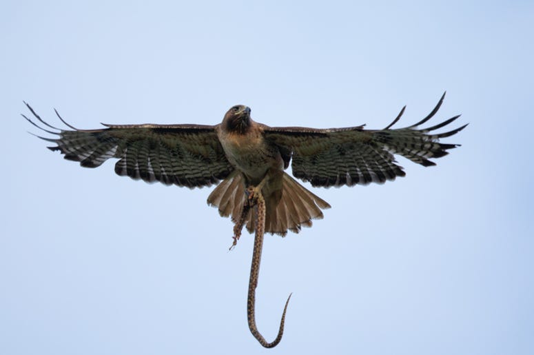 Hawk_And_Snake