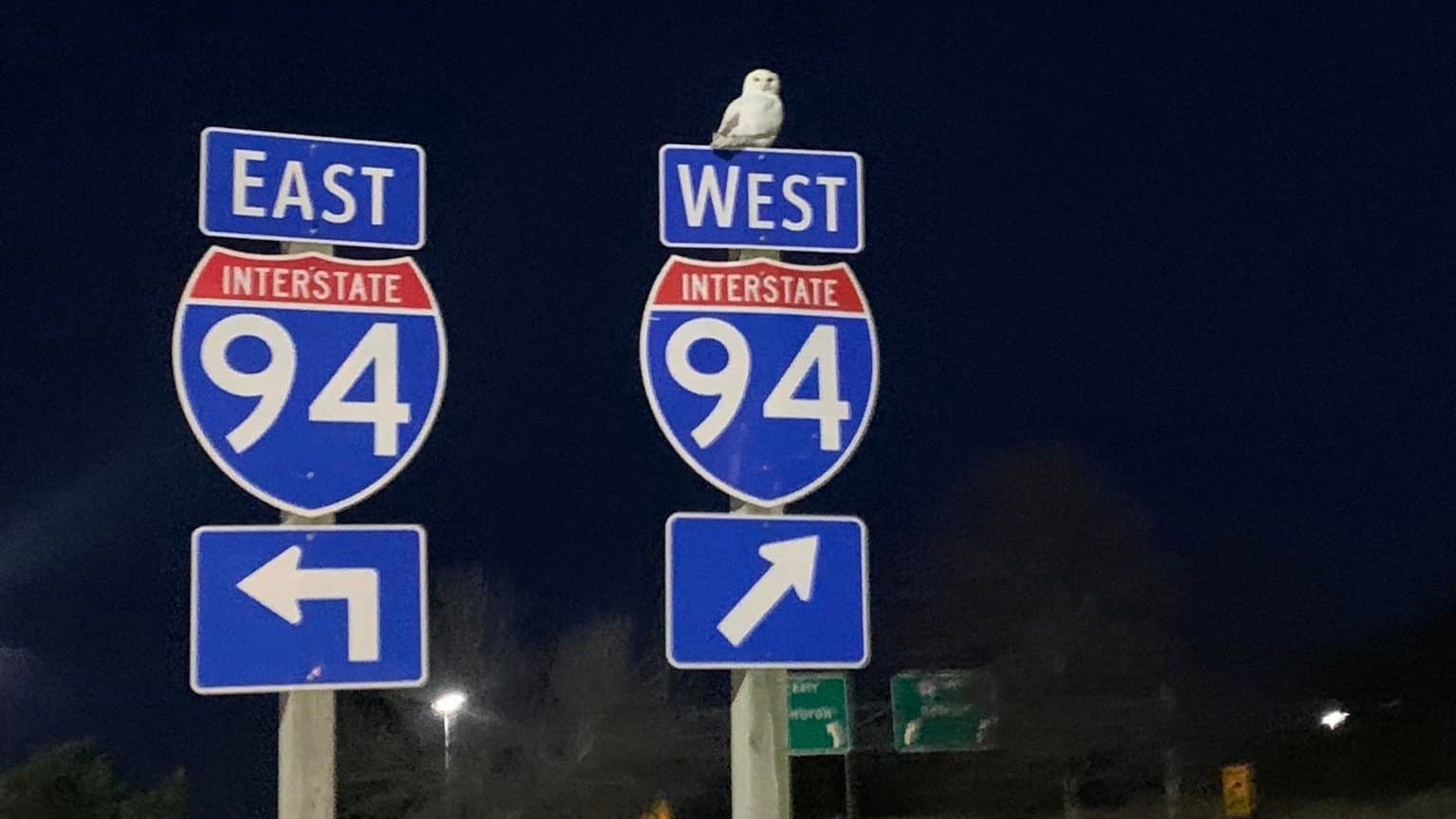 It's snowy owl season in Michigan! Here's  what to know about these powerful birds, and how to help keep them safe