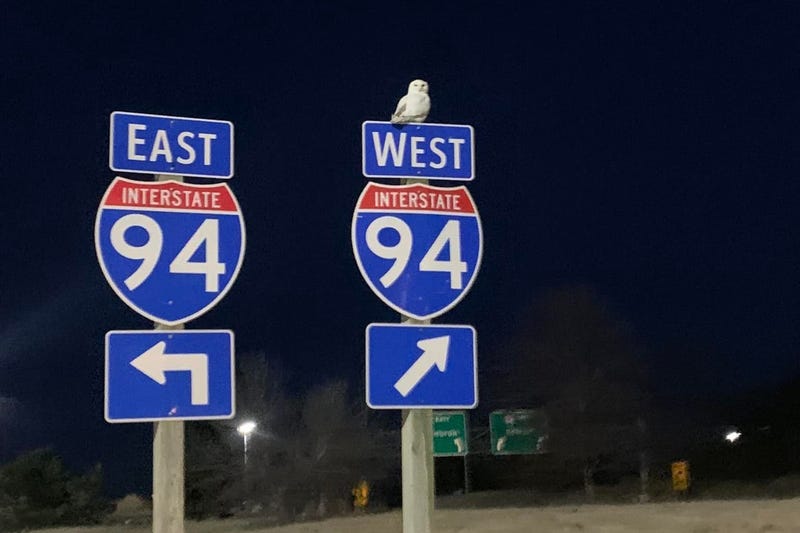 Snowy owl on sign for I-94